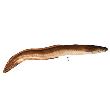 PILLOW THE MONSTER EUROPEAN EEL    220CM