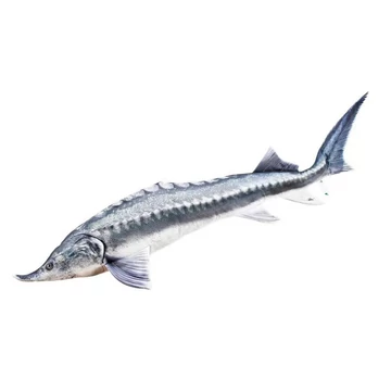 PILLOW THE BELUGA STURGEON 140CM
